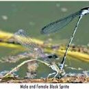 Слика од Pseudagrion commoniae Förster 1902