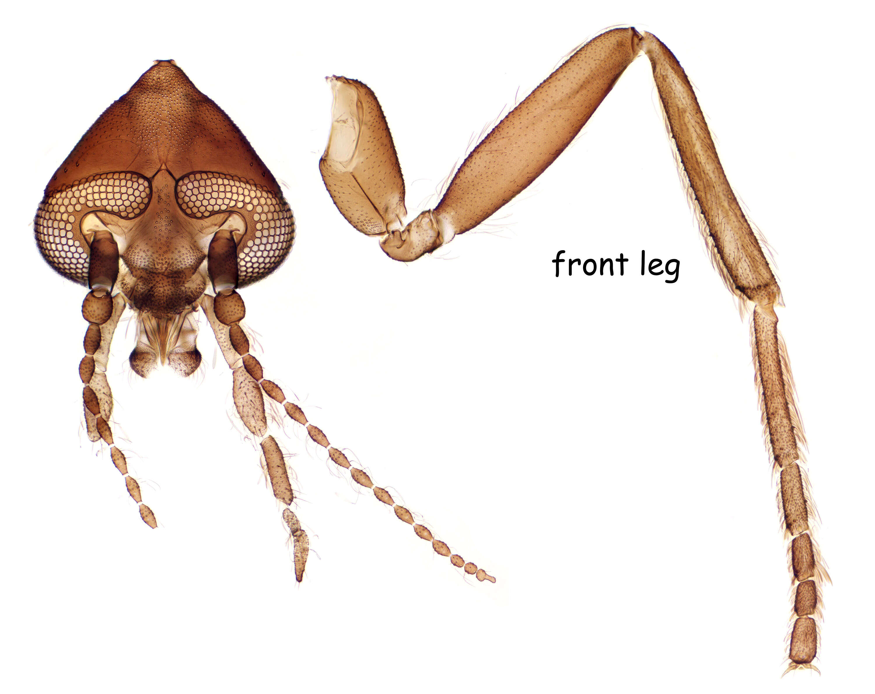 Image of moth flies and sand flies