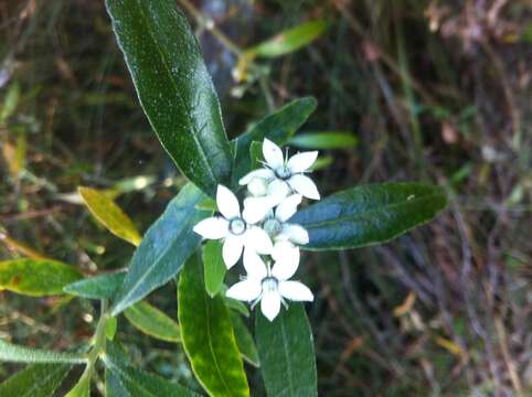 Image of Rhadinothamnus anceps (DC.) Paul G. Wilson