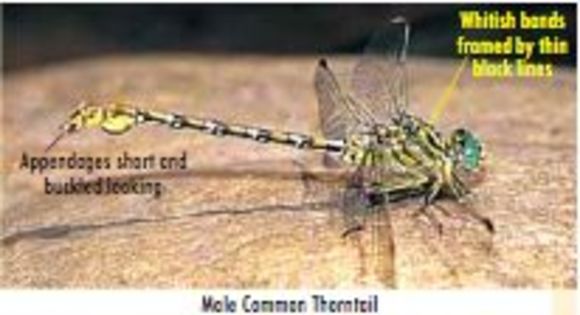 صورة Ceratogomphus Selys 1854