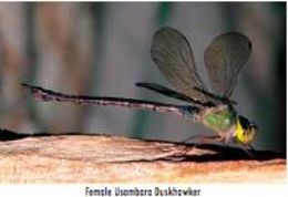 Image of Eastern Duskhawker