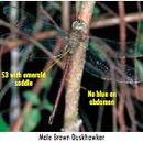 Image of Eastern Duskhawker