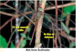 Image of Eastern Duskhawker