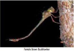 Image of Brown Duskhawker