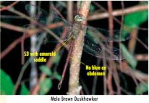 Image of Brown Duskhawker