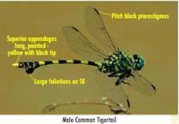 صورة Ictinogomphus Cowley 1934