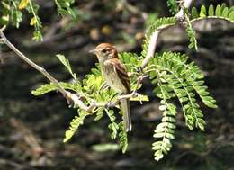 Image of Bran-colored Flycatcher