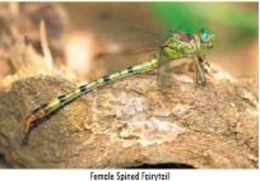 Image of Lestinogomphus Martin 1911