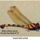 Image of Bold Leaftail