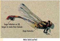 صورة Phyllogomphus selysi Schouteden 1933