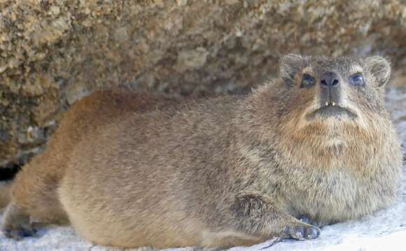 Image of Rock Hyrax