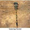 Image of Cape Thorntail