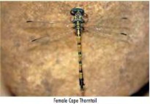 Imagem de Ceratogomphus triceraticus Balinsky 1963