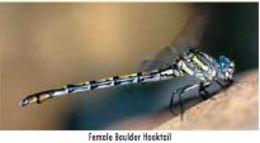 Image of Boulder Hooktail