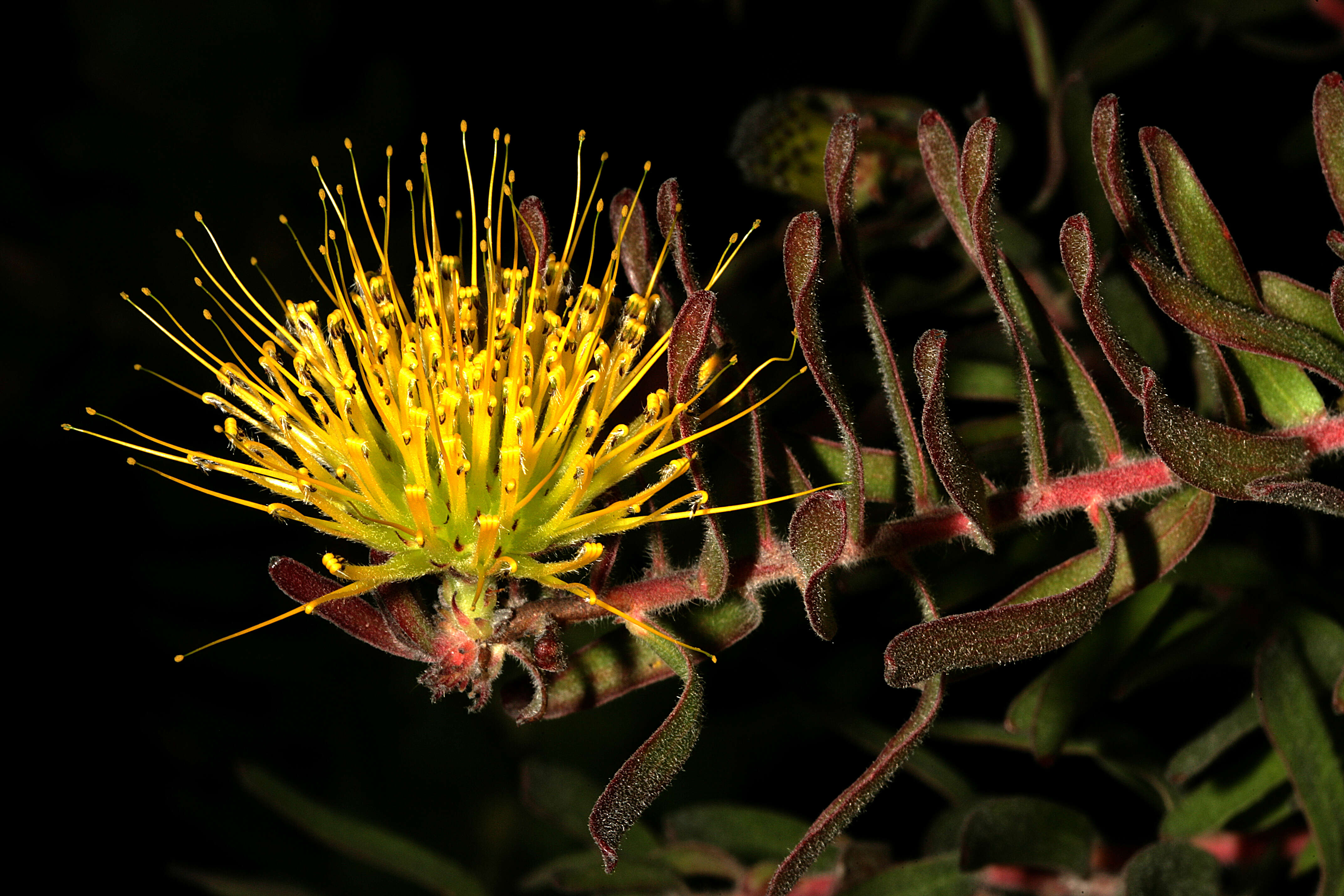 Imagem de Leucospermum gracile (Salisb. ex Knight) Rourke