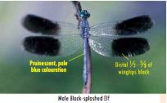 Imagem de Tetrathemis polleni (Selys 1869)