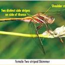 Image of Two-striped Skimmer