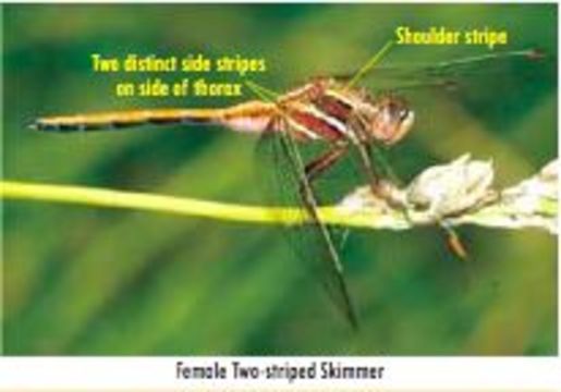 Image of Two-striped Skimmer