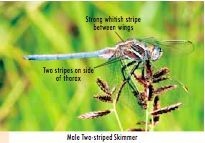 Image of Two-striped Skimmer