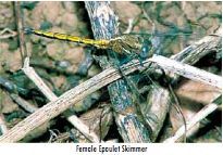 Image of Epaulet Skimmer