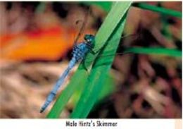 Image of Dark-shouldered Skimmer