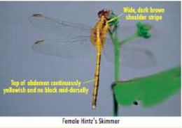 Image of Dark-shouldered Skimmer