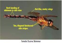 Image of Elusive Skimmer