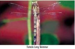 Image of Long Skimmer