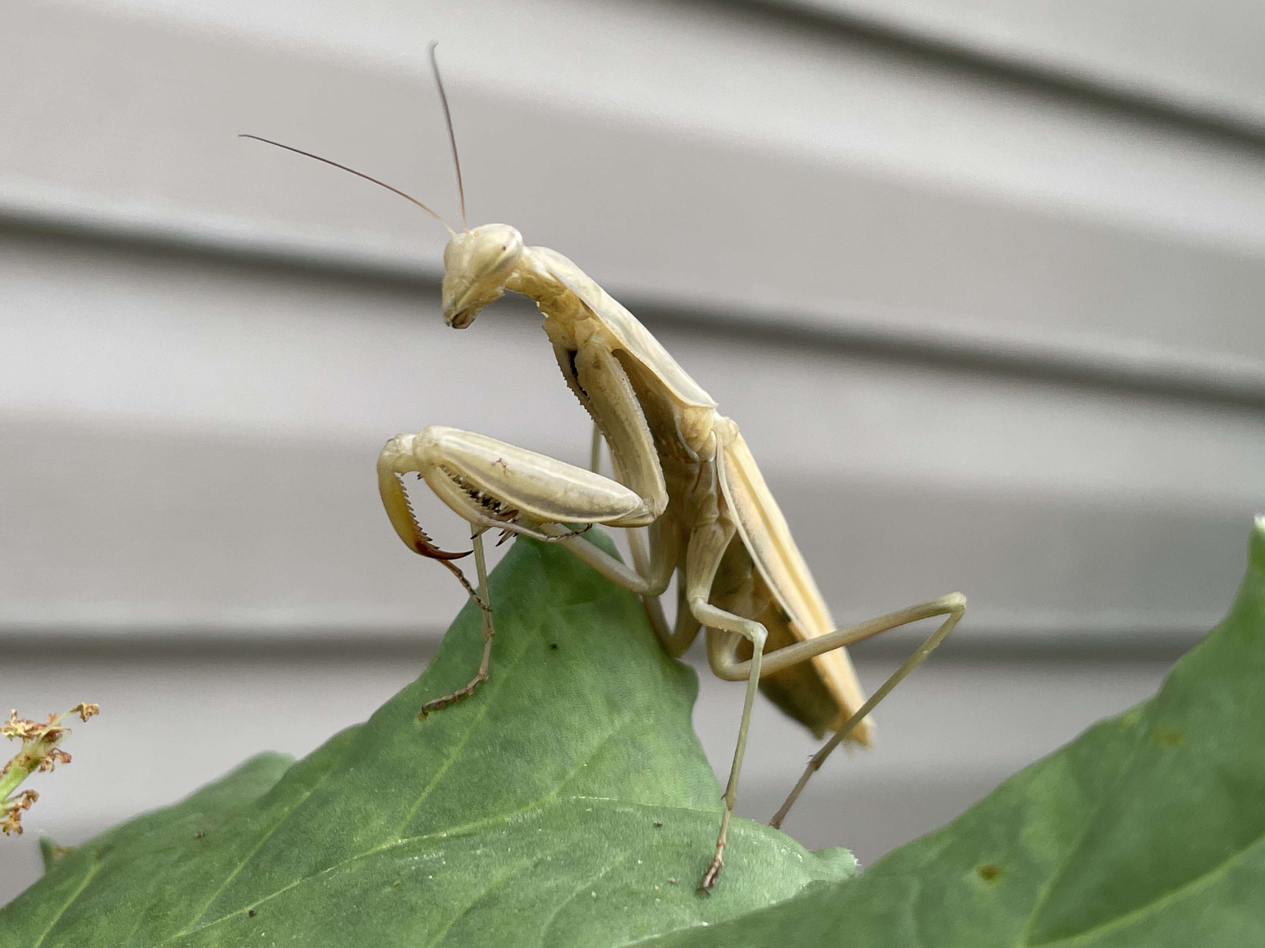 Plancia ëd Mantis