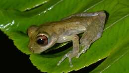 Image of Brazilian Treefrogs