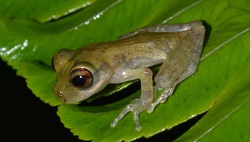 Image of Brazilian Treefrogs