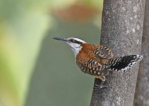 Image of Rufous-backed Wren