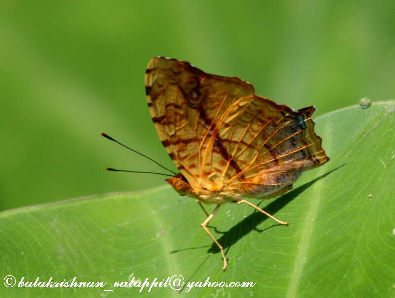 Image of Symbrenthia lilaea