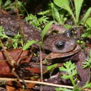 Image of Sette Fratelli cave salamander