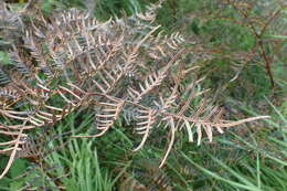 Image of Pteridium esculentum (G. Forst.) Nakai