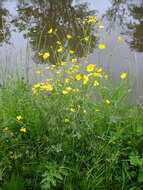 Imagem de Ranunculus acris L.