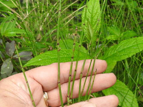 Image of Equisetum bogotense Kunth