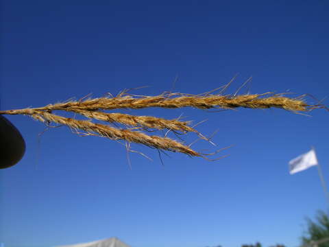 Image of Golden velvet grass