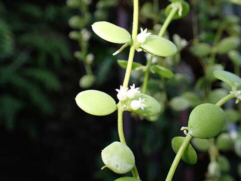 Image of Dischidia nummularia R. Br.