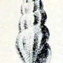 Image of Bela taprurensis (Pallary 1904)