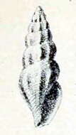 Image of Bela taprurensis (Pallary 1904)