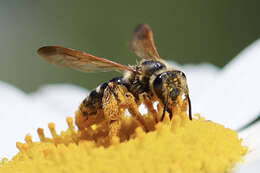 Andrena prunorum Cockerell 1896 resmi