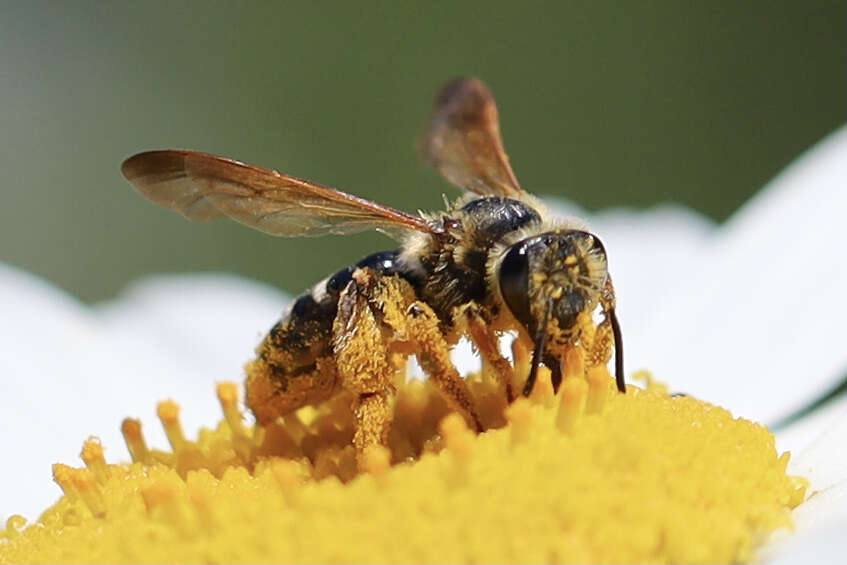 Image of Andrena prunorum Cockerell 1896