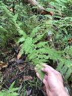 Athyrium asplenioides (Michx.) Desv. resmi