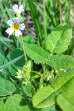 Imagem de Oxalis barrelieri L.