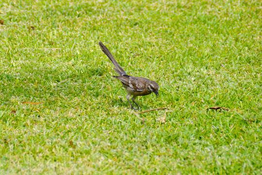 Image of Long-tailed Mockingbird