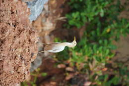 Image of Eastern Cattle Egret