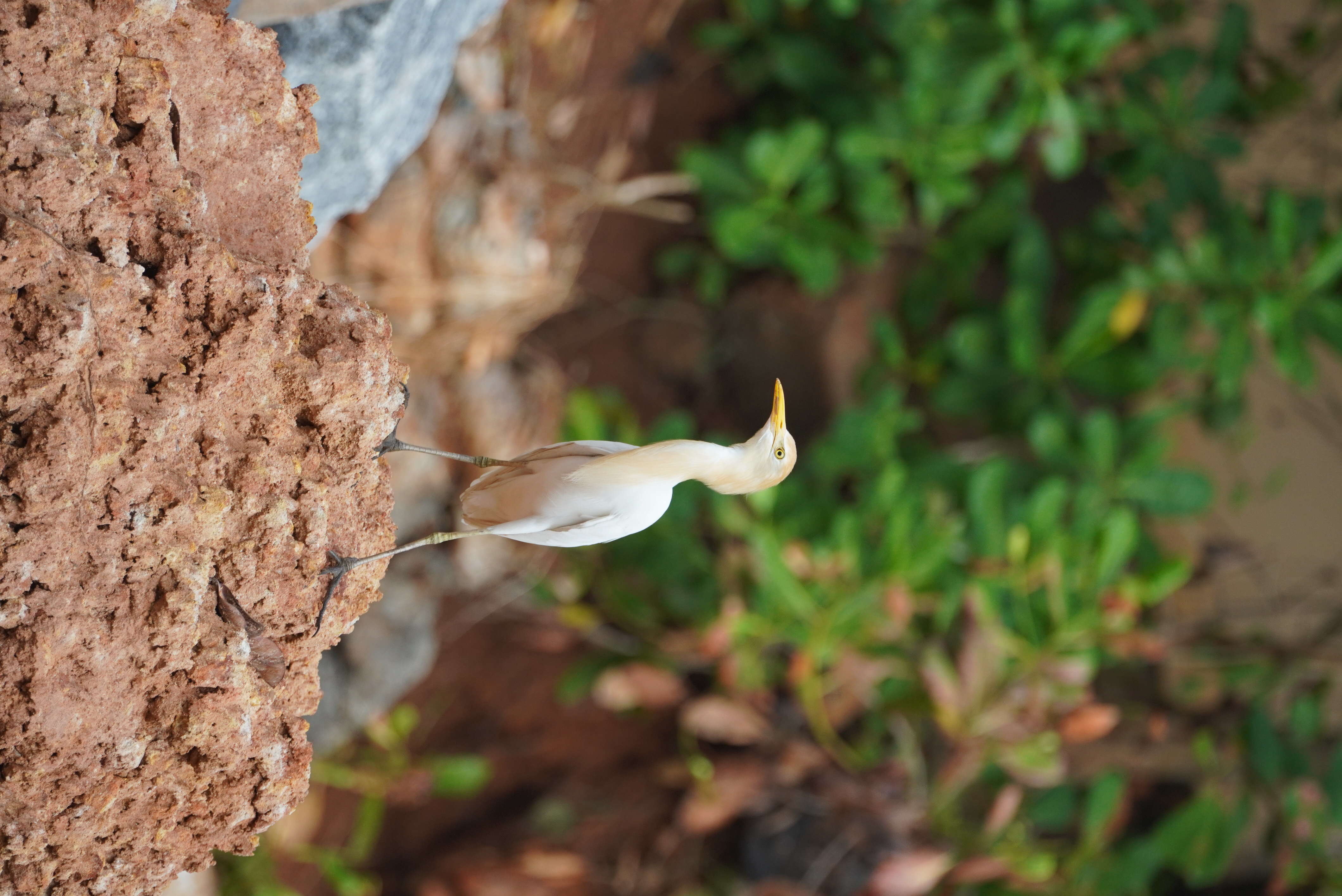 Image of Eastern Cattle Egret