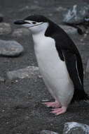 Image of Chinstrap Penguin