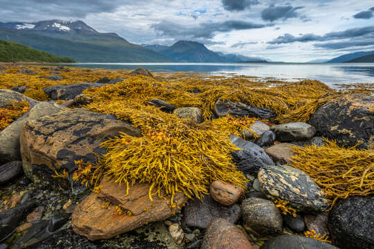 Imagem de Fucus vesiculosus